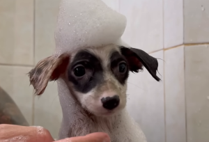 Baño y cuidado para la perrita