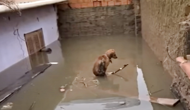 Perro atrapado en inundación