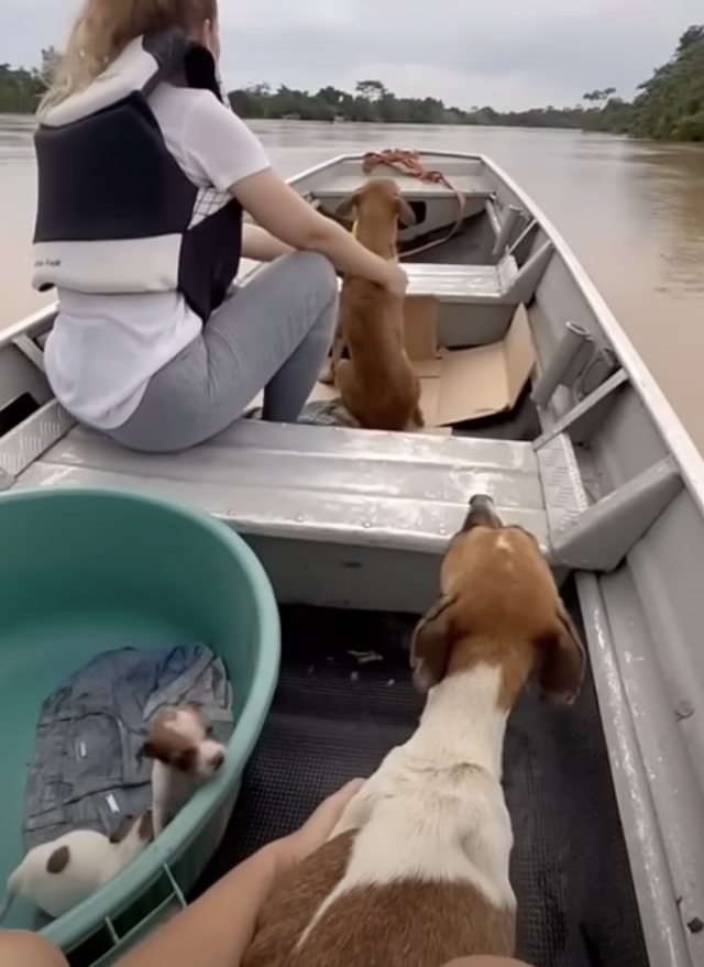 Rescatistas llevando animales a seguridad