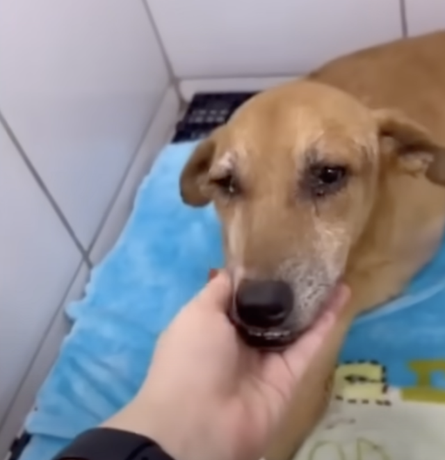 Cachorro recuperándose