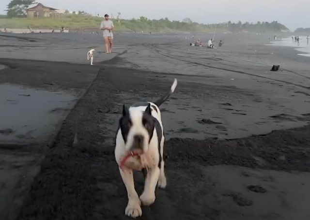 Louis en la playa