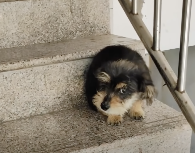 Cachorro en la escalera