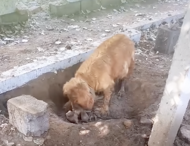 Madre y cachorros tras el rescate