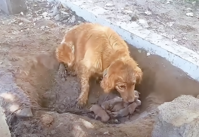 Baño y alimento para la perra