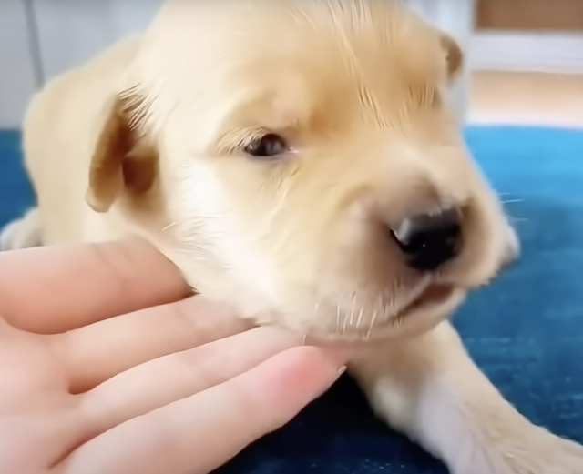 Cachorros comiendo juntos