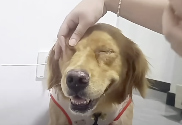 Perra feliz en su nuevo hogar