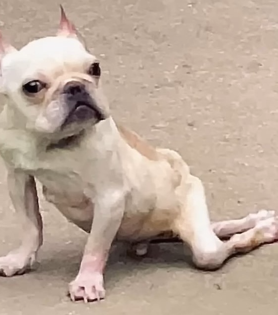 Harold sin poder en sus patas traseras