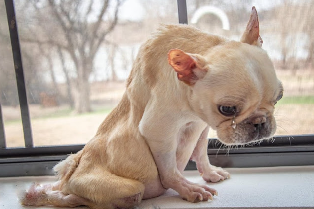 Harold en hospital veterinario