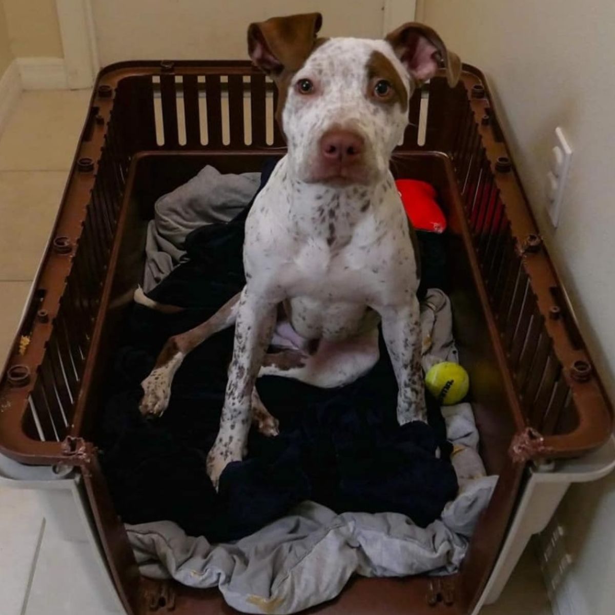 Perro dulce sentado