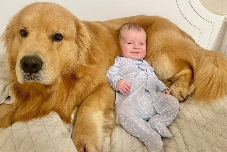 Perros golden - imagen ilustrativa