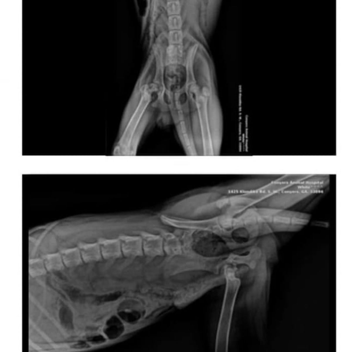 Radiografía del perro